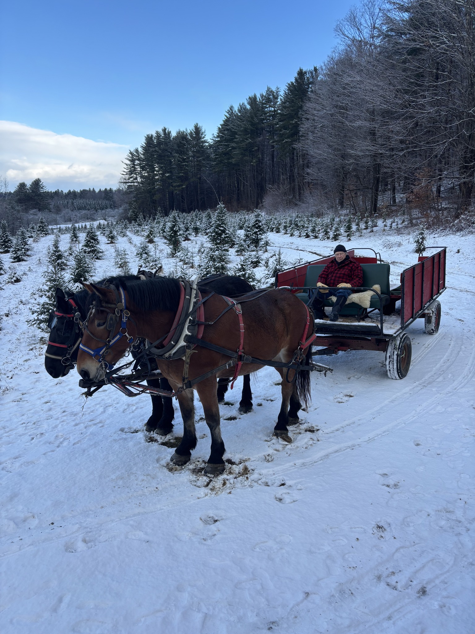 Horse-drawn carriage in the snow