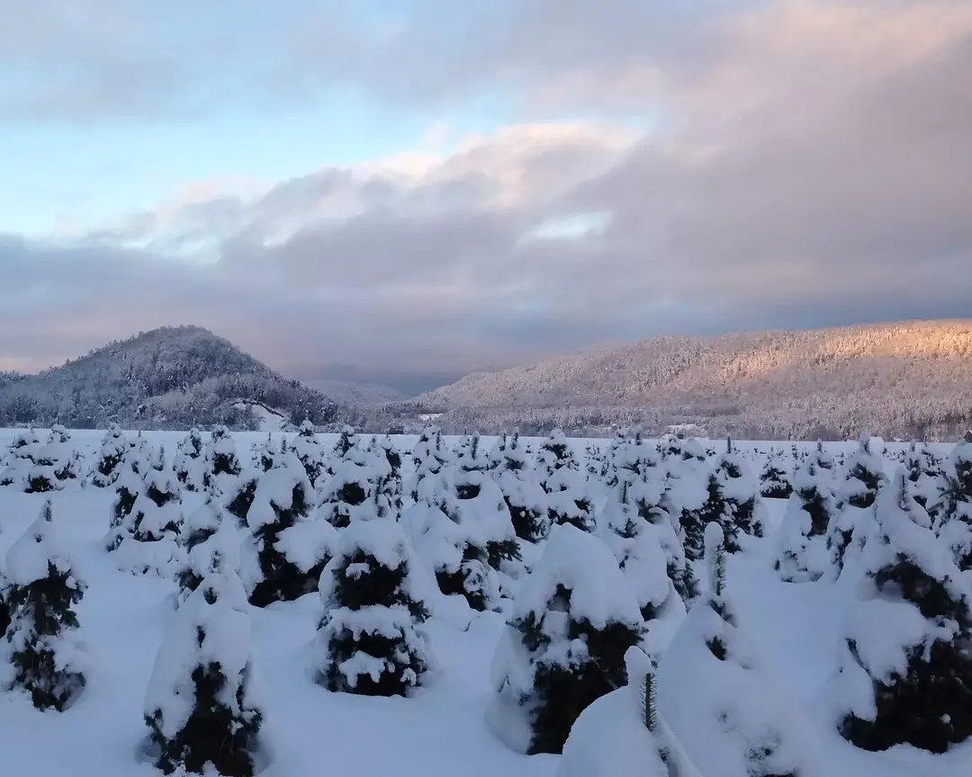 Snow-covered trees